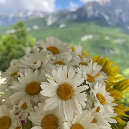 Royal Land בית הארחה 4*