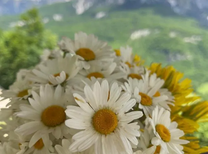 Royal Land Guest house 4*